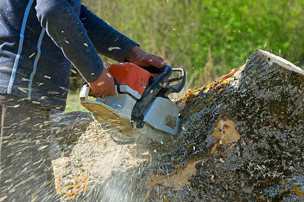 Best Sod Installation  in Portola, CA